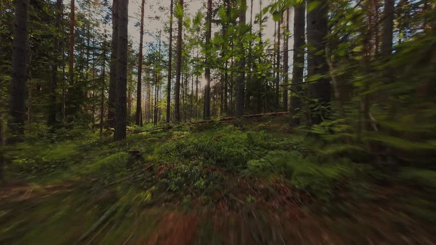 An immersive FPV drone flight speeds low through a lush green forest as sunlight filters through the trees