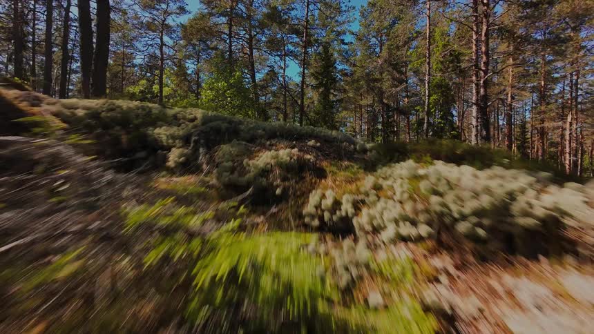 A fast-paced, low-angle view gliding through a sunlit pine forest over the moss-covered ground