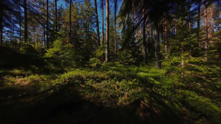 An immersive forward tracking shot through a beautiful, sun-dappled green forest on a bright summer day