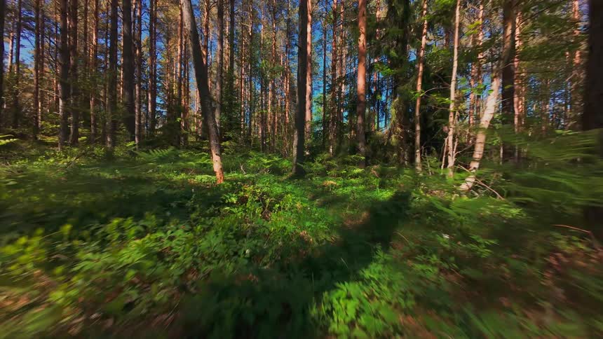 A fast-paced first-person view journey gliding through the lush green undergrowth of a sunlit forest
