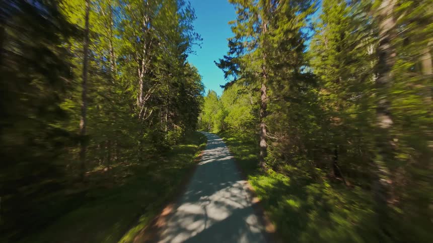 A serene first-person view gliding down a sun-dappled path through a lush green forest on a beautiful summer day