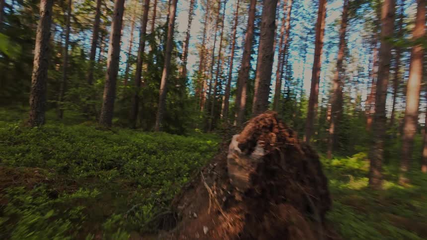 A serene point-of-view journey gliding through a sunlit pine forest with a lush green undergrowth
