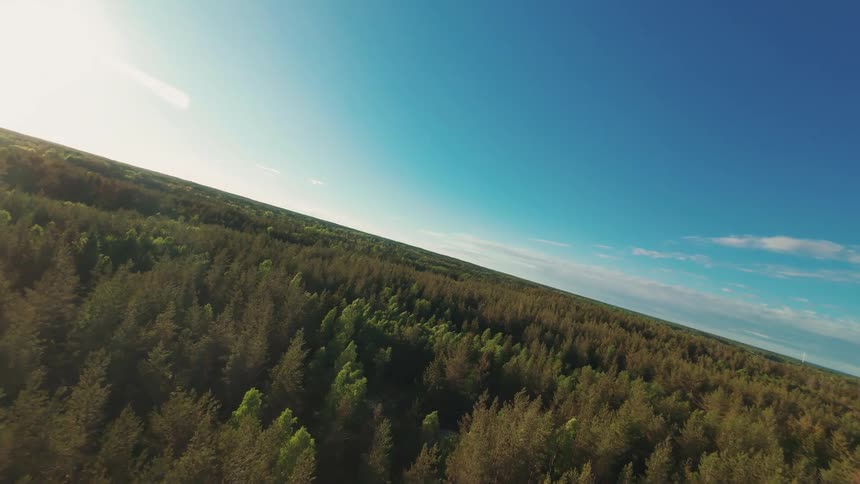 A tilted aerial view from an FPV drone flying over a vast evergreen forest on a bright, sunny day