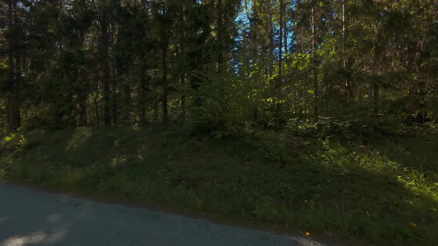 A first-person perspective journey moves down a sun-dappled road through a lush green forest before coming to a gentle stop
