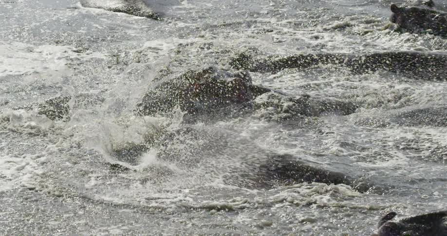 Water splashing around hippos