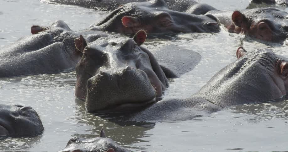 Hippos in the water