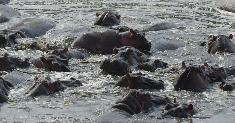 Hippopotamuses submerged in water