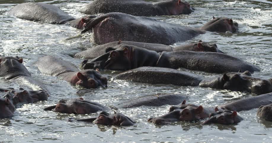 Hippos gathered together in water