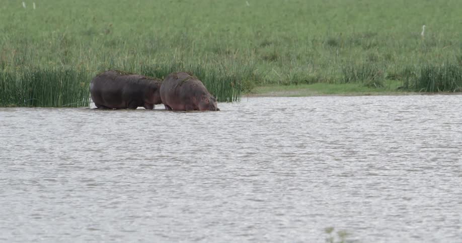 Two hippos walking in a lake