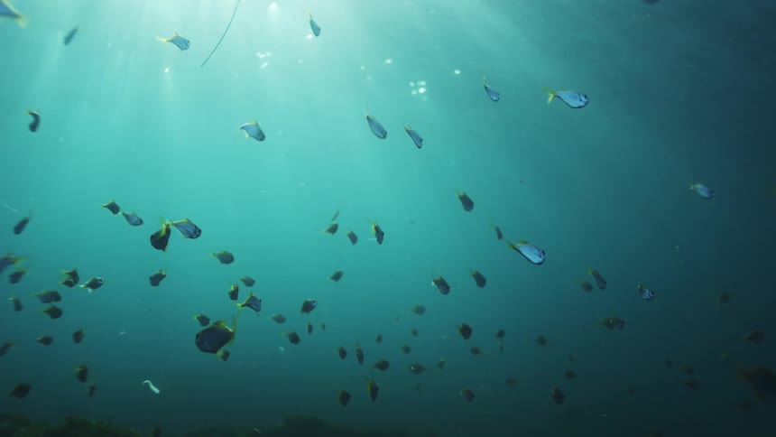 Sun rays beam down on a school of small fish swimming peacefully in the turquoise ocean water
