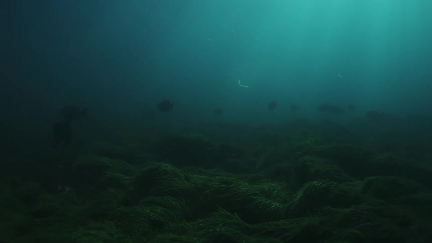 A school of fish swims over a lush green seagrass bed on the ocean floor, illuminated by faint sun rays piercing the deep, murky water