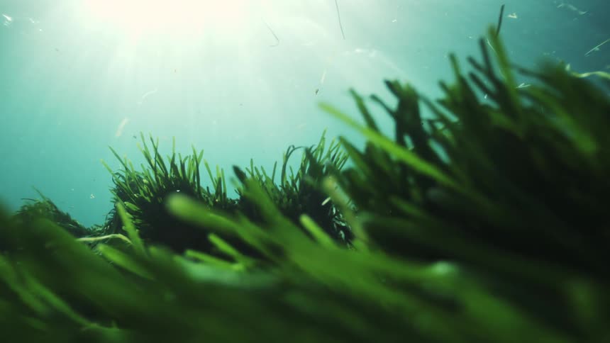 Sunlight streams through the turquoise water, illuminating a lush bed of green seagrass on the serene ocean floor