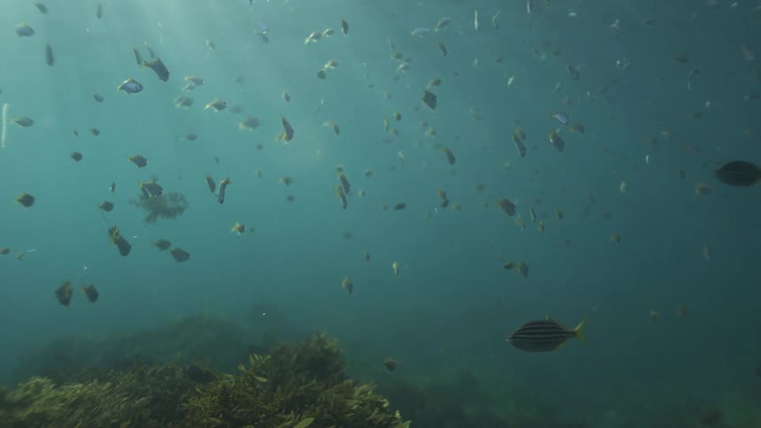 A serene underwater view shows a large school of fish gently floating in sunlit ocean waters over a rocky seafloor
