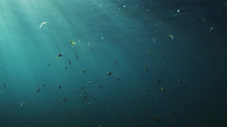A school of small, colorful fish swim peacefully underwater as beautiful beams of sunlight shine through the ocean surface