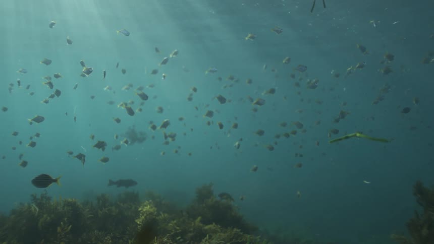 A massive school of small fish swims peacefully in sunlit waters over a seaweed-covered ocean floor