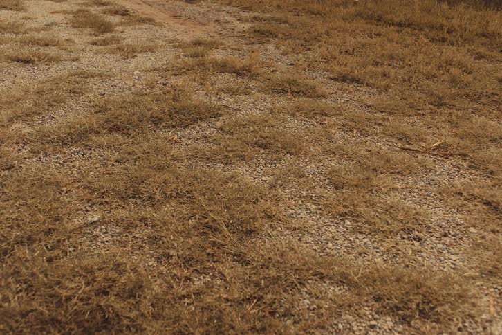 A static detail shot of dry, brown grass growing through gravelly soil on a warm day
