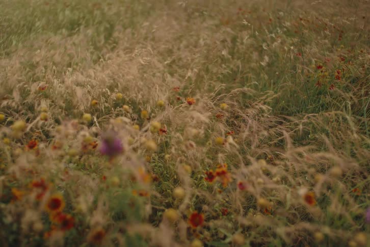A serene field of colorful wildflowers and wispy grasses gently blowing in a soft breeze