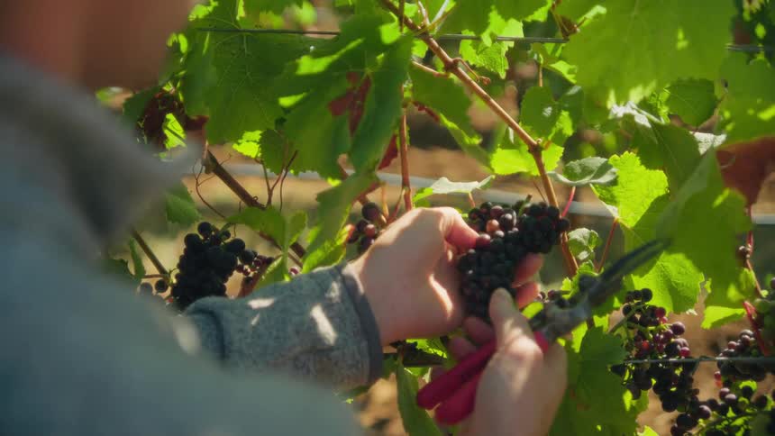 An over-the-shoulder close-up shows a vintner's hands carefully harvesting a bunch of ripe grapes from the vine with shears