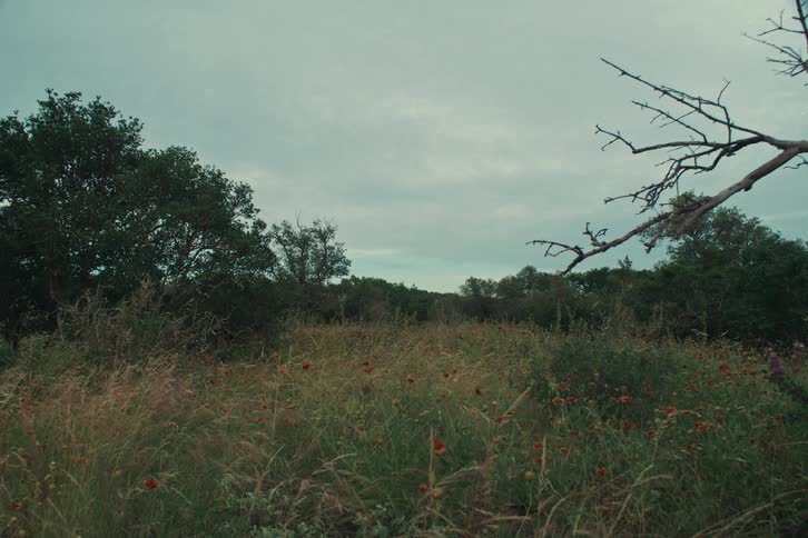 A serene, static view of a wild meadow filled with grasses and orange flowers under a moody, overcast sky