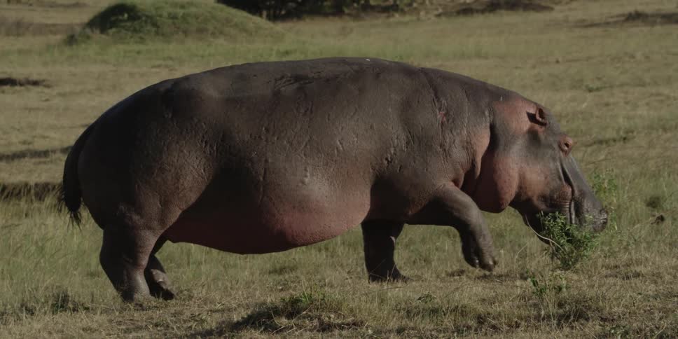 Hippopotamus walking in a field