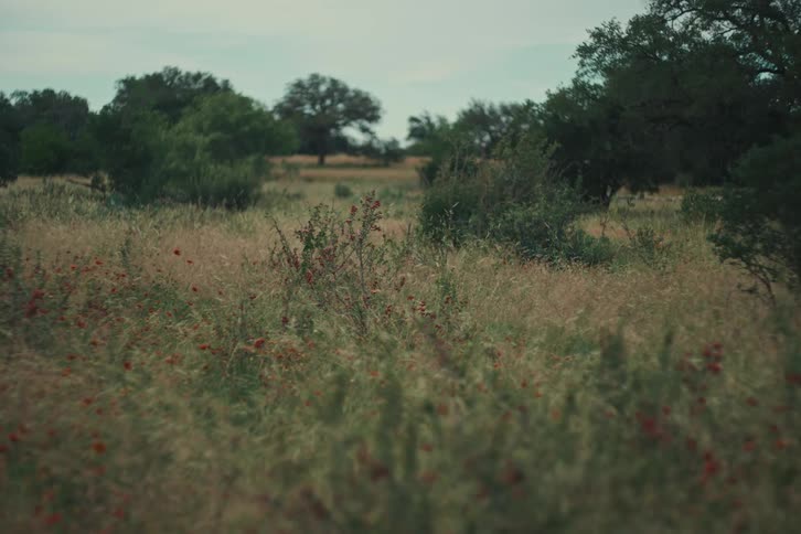 A serene, static shot of a tranquil meadow with tall grass and red wildflowers on a calm, overcast day