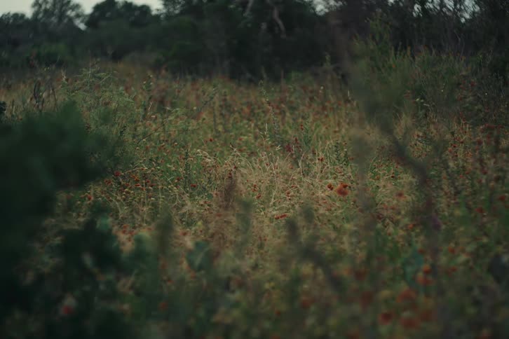 A static, atmospheric shot of a wild meadow filled with colorful flowers, grass, and weeds