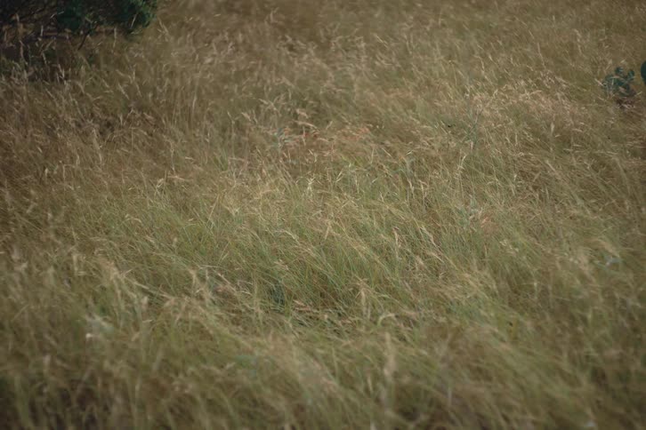 A peaceful field of tall grass gently sways and ripples in the wind