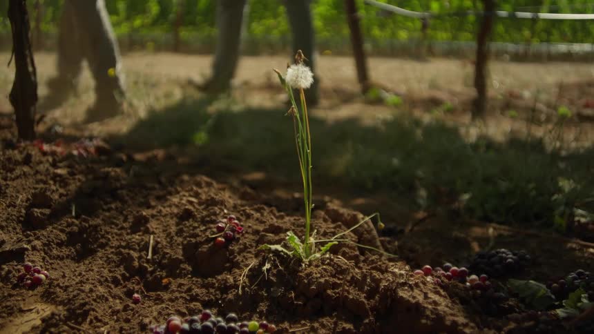 A lone dandelion stands in the soil of a vineyard with fallen grapes as a dog and a person walk by in the background