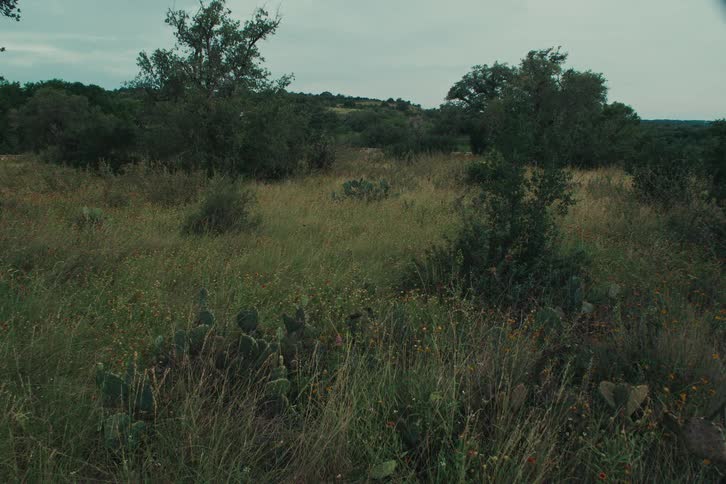 A serene and still wide shot captures a lush, green Texas hill country meadow with prickly pear cacti under an overcast sky