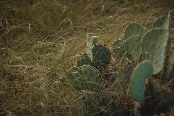 A prickly pear cactus sits in a field of tall, dry grass gently blowing in the soft, warm light