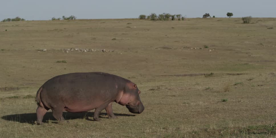 Hippopotamus walking across a sunny bare plain