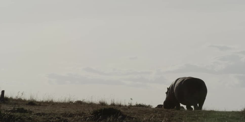 Hippopotamus walking in a field