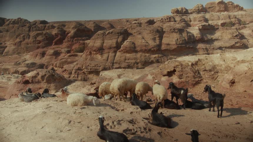 A herd of goats and sheep rests amongst the arid, sun-baked rock formations of a desert canyon