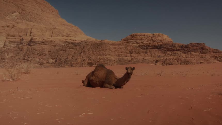 A single camel peacefully rests on the vibrant red sand of a vast desert with rock formations in the background