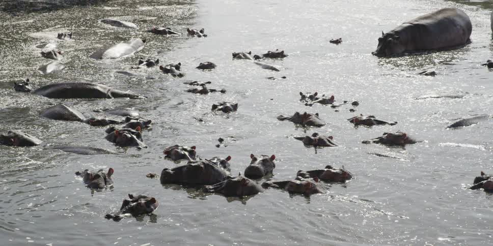 Hippopotamuses mostly submerged in water