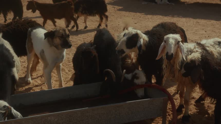 A herd of sheep, goats, and a dog gather around a water trough to quench their thirst in a sandy corral