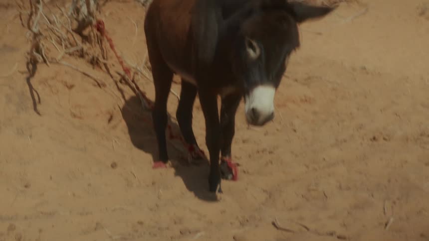 A small, tired-looking donkey is tethered by a red rope around its legs in a hot, sandy desert