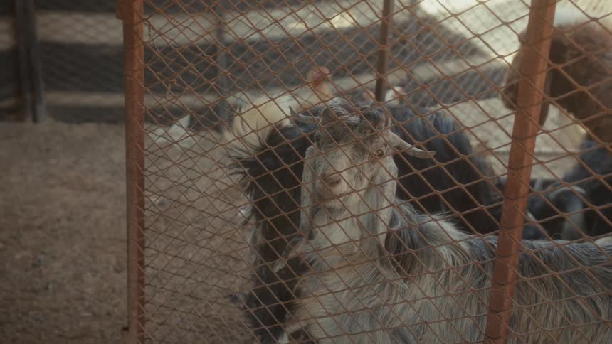A long-haired grey goat with horns stands in a pen and looks at the camera through a rusty chain-link fence
