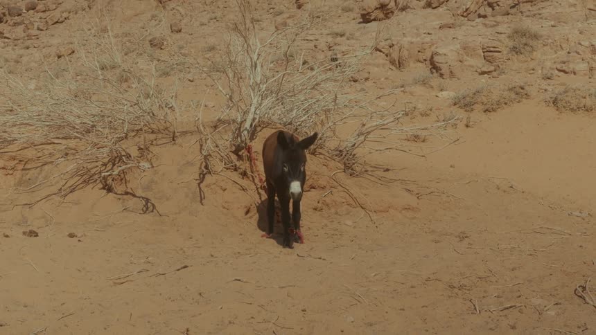 A lone donkey stands in the vast, sandy desert landscape on a hot day