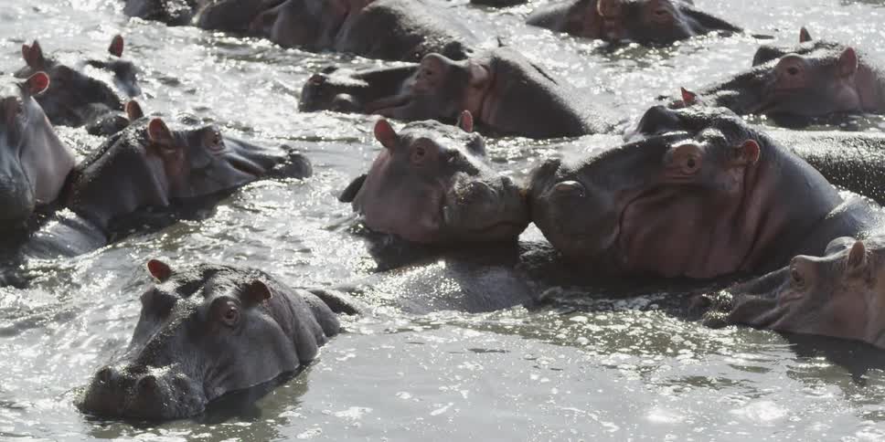Group of hippos playing in the water
