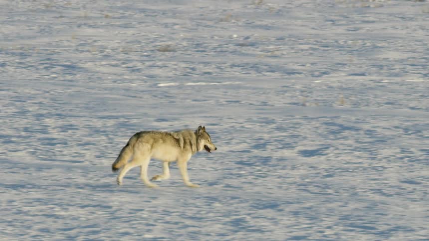 Slow-motion side-view of a lone gray wolf trotting gracefully across a vast, snow-covered expanse in the winter