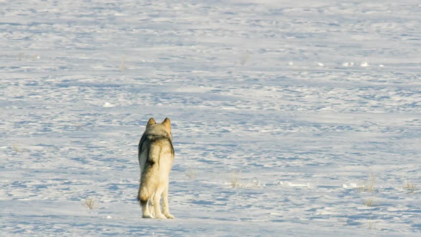 A lone gray wolf treks across a vast, snow-covered landscape in slow motion on a bright winter day