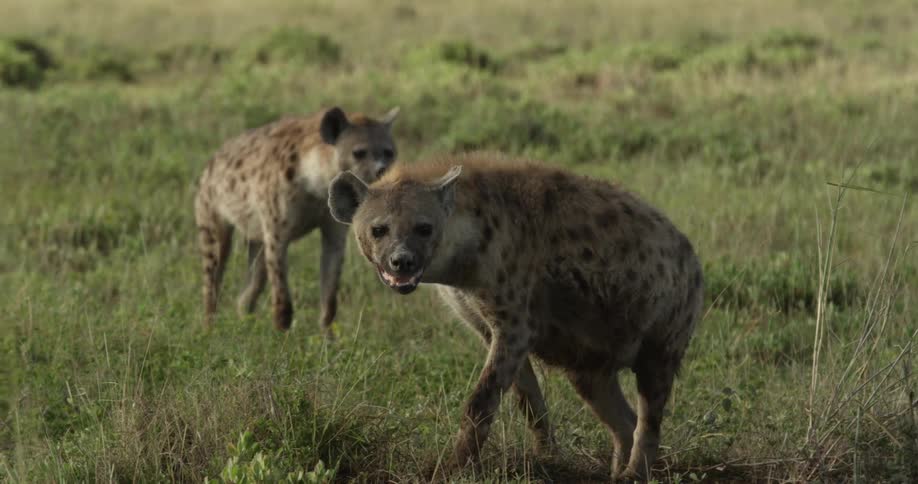 A hyena walks over to join another