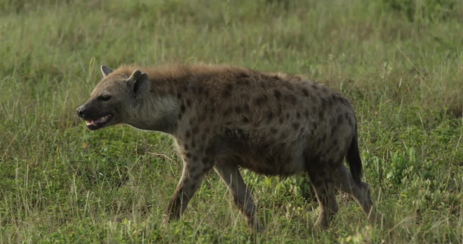 Hyena standing then walking through grass