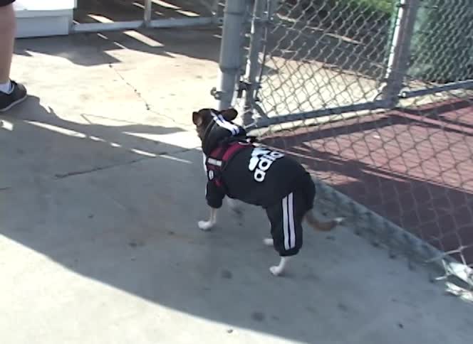 A stylish Chihuahua in a black and white tracksuit walks along a sidewalk next to a fenced-in court