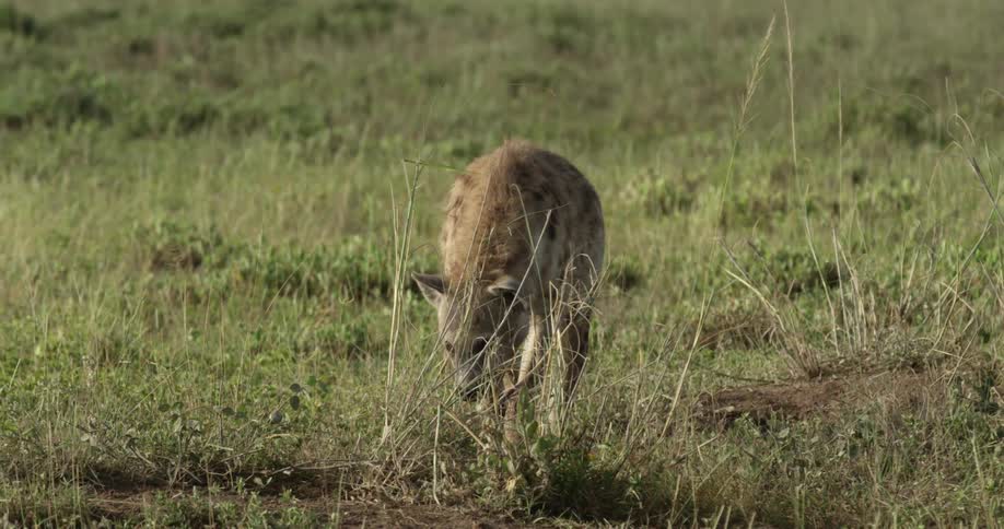 Hyena walking in a field