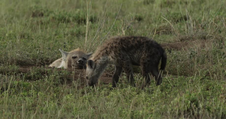 Hyenas in a grassy area