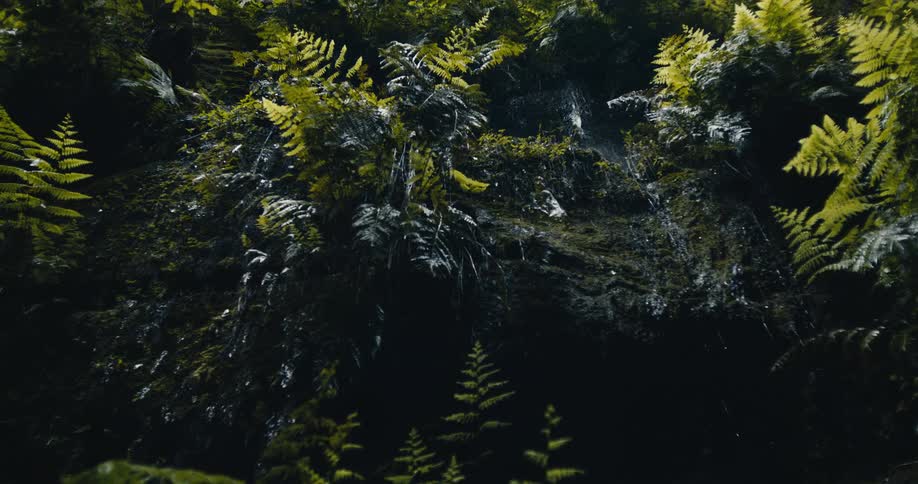 A moody slow motion close-up captures water dripping down a dark rock wall covered in lush, green ferns