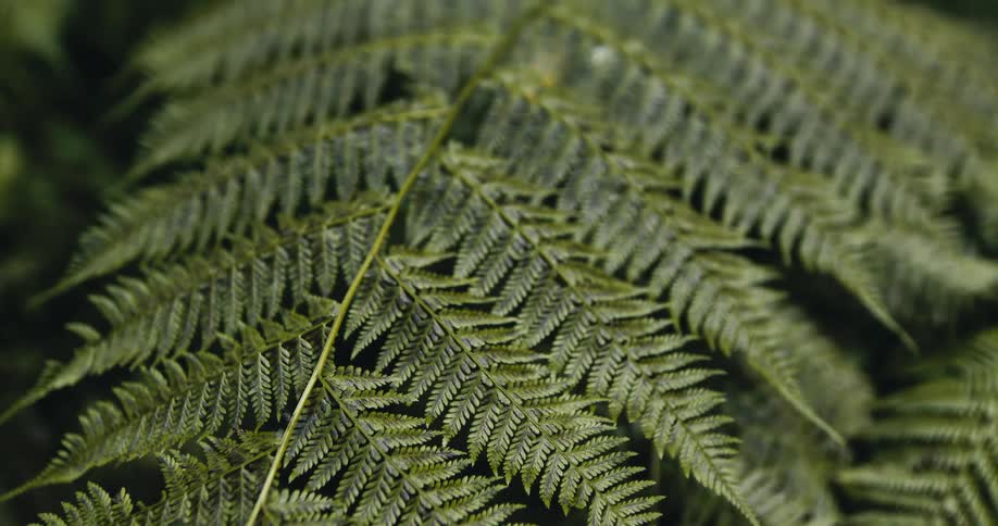 A detailed close-up shot of a lush green fern frond in a forest setting