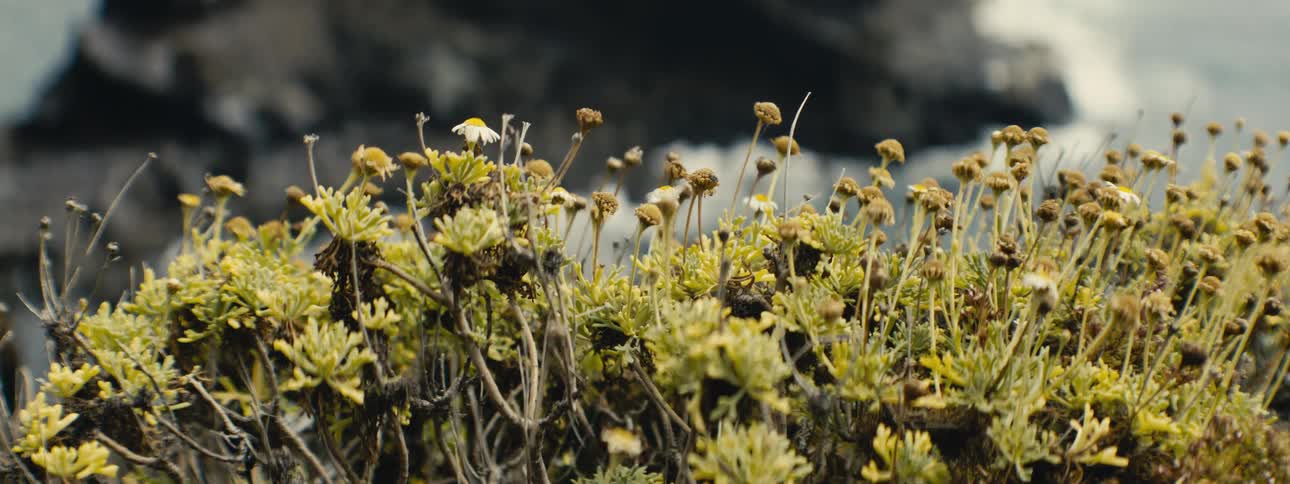 A close-up view of delicate coastal wildflowers swaying in the wind with the ocean blurred in the background